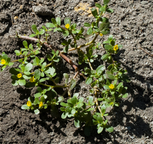 Common purslane - ( Portulaca oleracea )